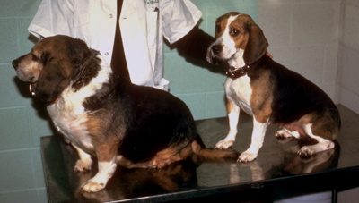 beagle with hypothyroidism